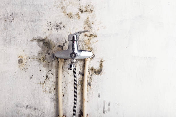 Best Fast Mold Removal  in Mountain Top, PA