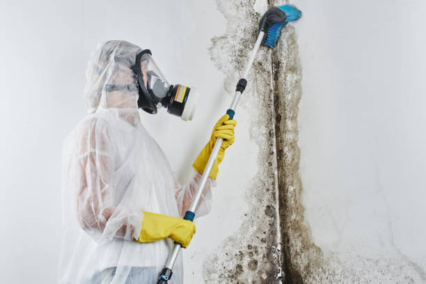 Best Mold Damage Repair  in Mountain Top, PA