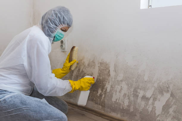 Best Mold Testing  in Mountain Top, PA