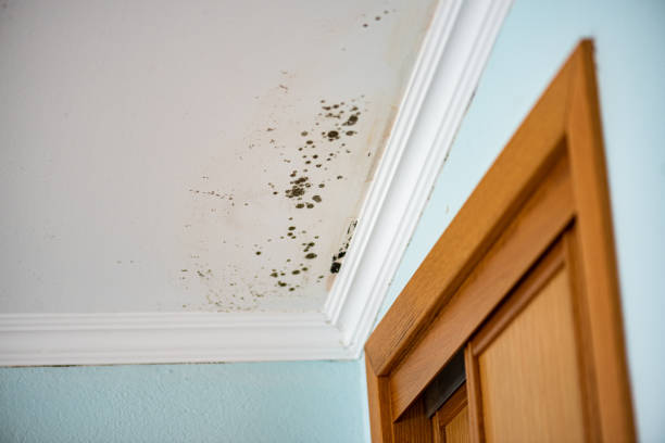 Best Mold Testing  in Mountain Top, PA