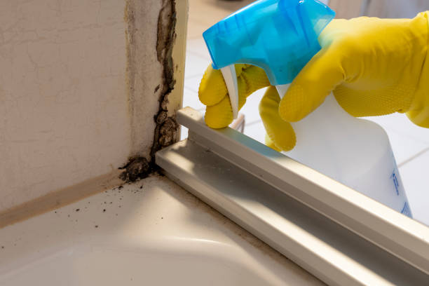 Best Commercial Mold Removal  in Mountain Top, PA