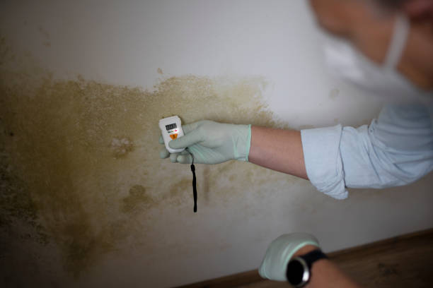 Best Emergency Mold Removal  in Mountain Top, PA