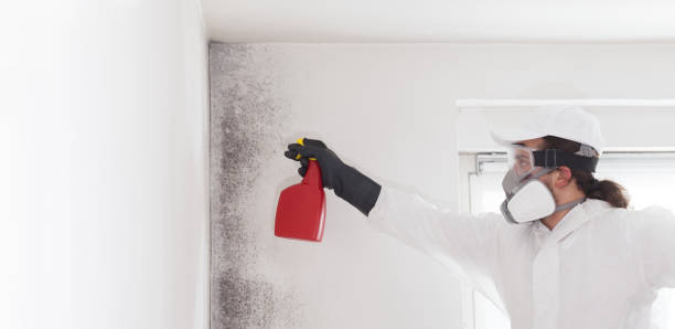 Best Attic Mold Removal  in Mountain Top, PA