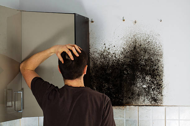 Best Home Mold Removal  in Mountain Top, PA