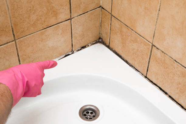 Reliable Mountain Top, PA Mold Removal Solutions